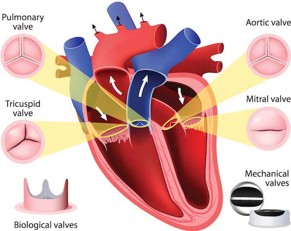 NewTricuspidvalve.jpg